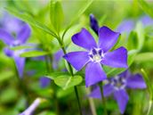 Common Periwinkle (Vinca minor)
