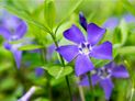 Common Periwinkle (Vinca minor)