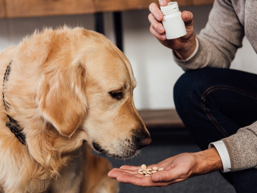dogs and analgesics golden retriever taking medicine