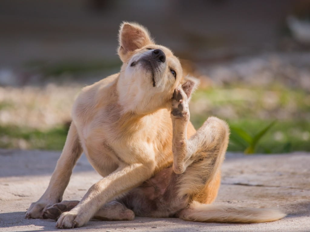 dog scratching an itch