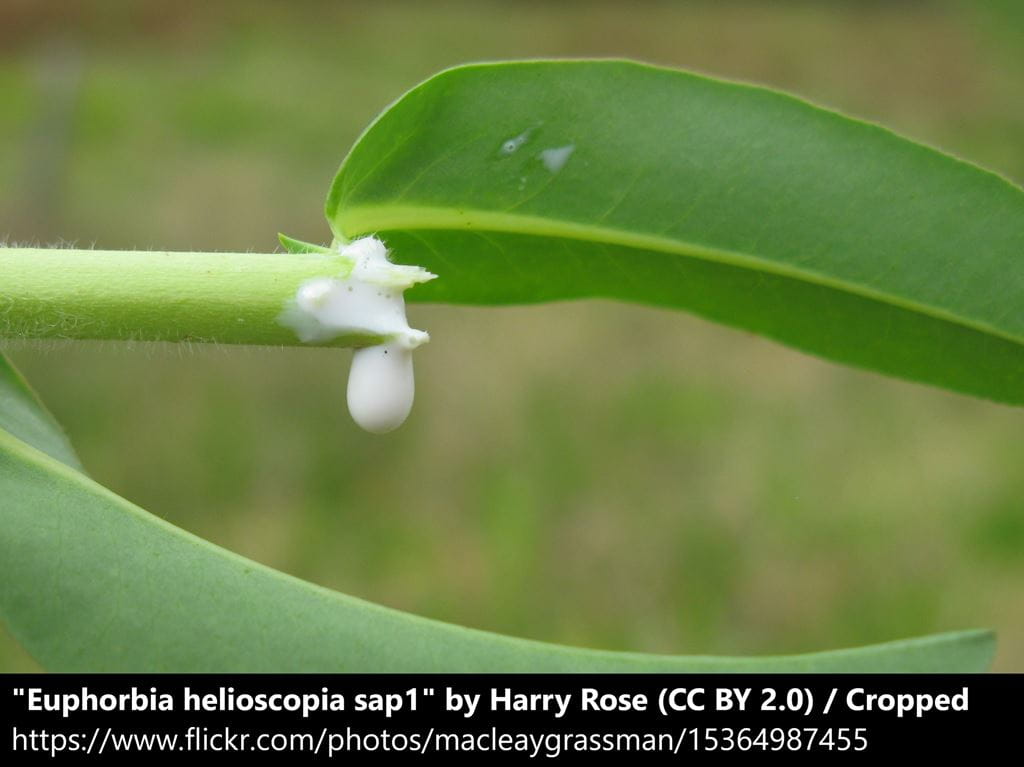 sap from spurges (euphorbia) plant, attribution included