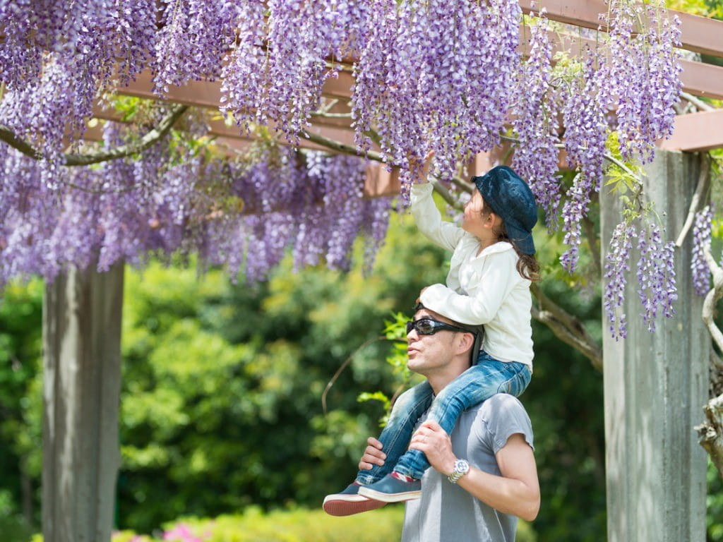 father and daughter looking at wisteria vines