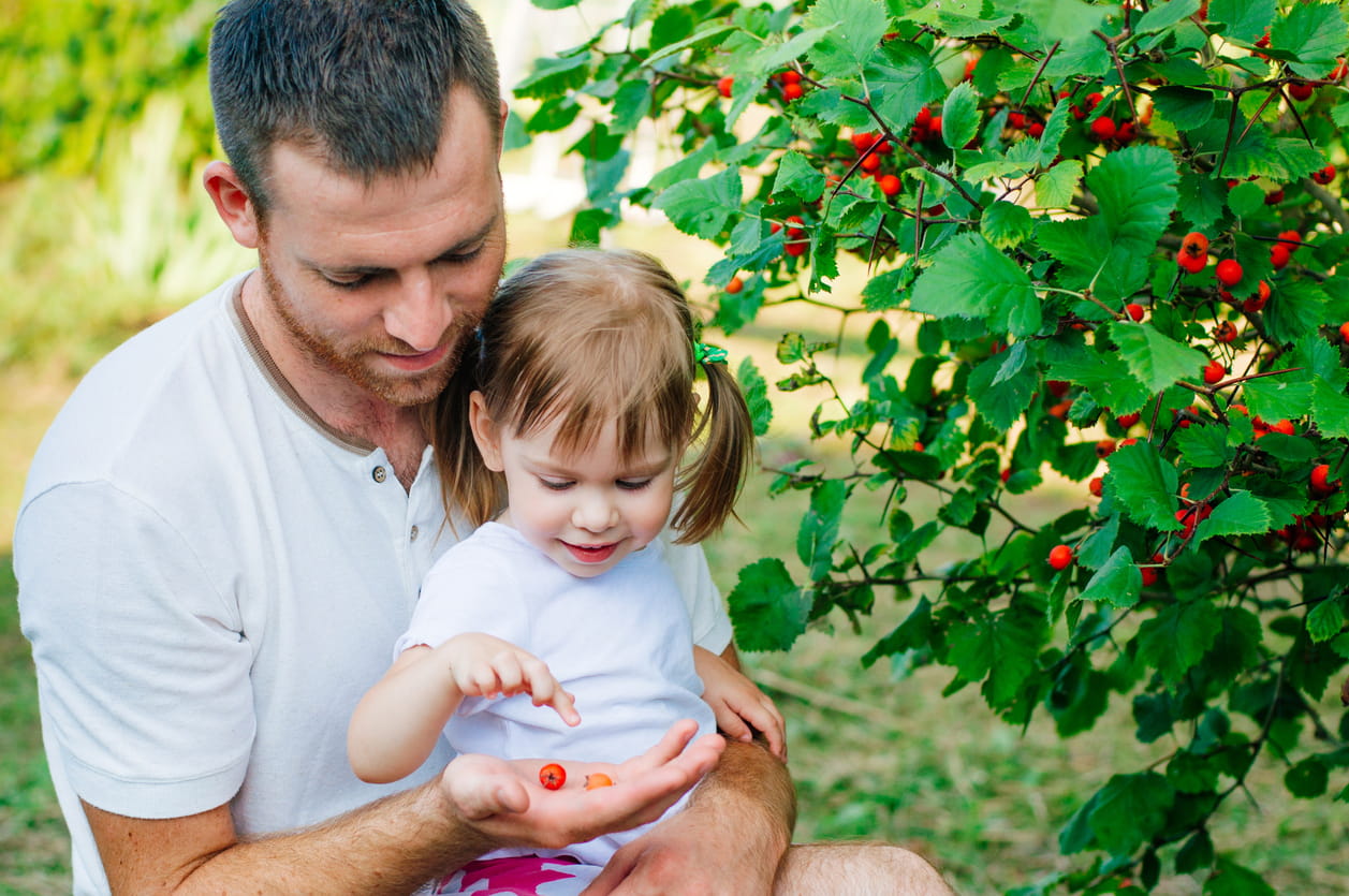 father and daughter picking hawthorn berries