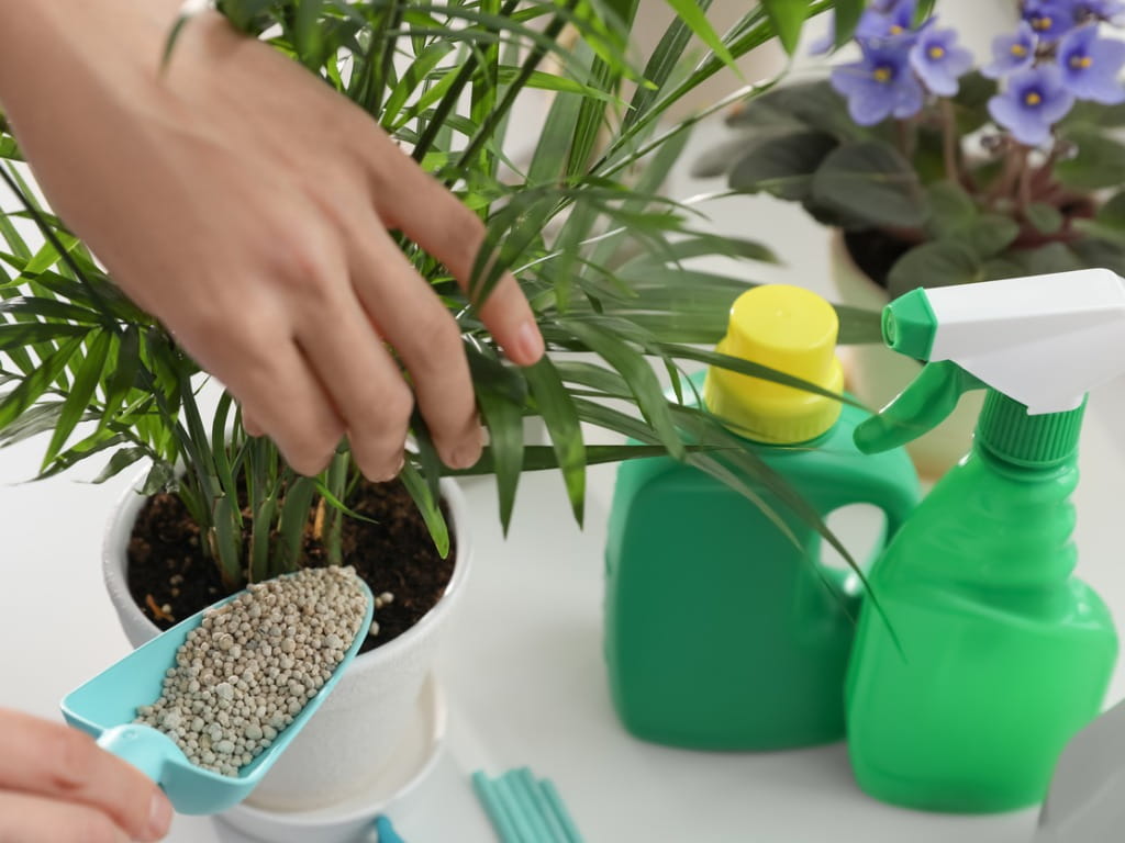 woman putting fertilizer in a house plant