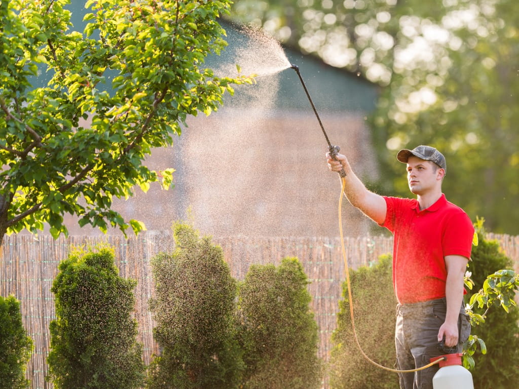 gardener spraying insecticide