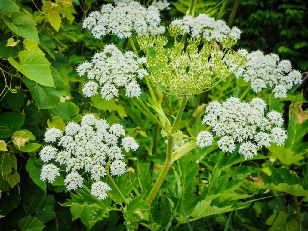 Giant Hogweed and Its Toxic Cousins | Poison Control