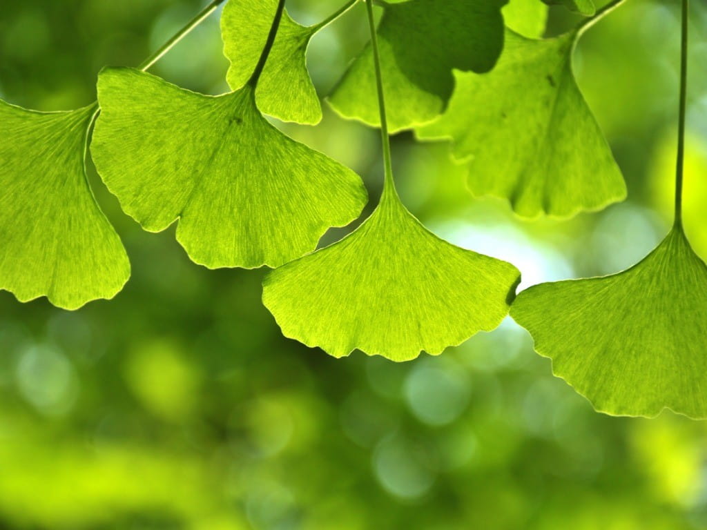 ginkgo biloba tree leaves risks benefits