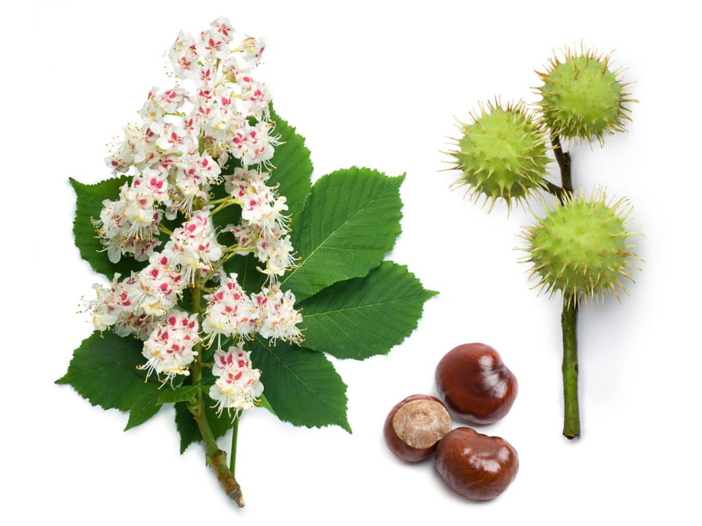 are chestnuts safe for dogs