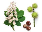 Horse Chestnuts are Toxic
