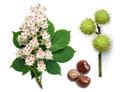 Horse Chestnuts are Toxic