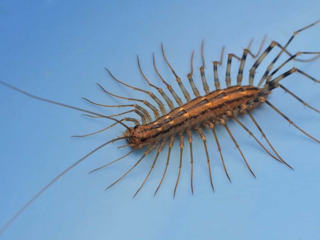 Centipede Stings