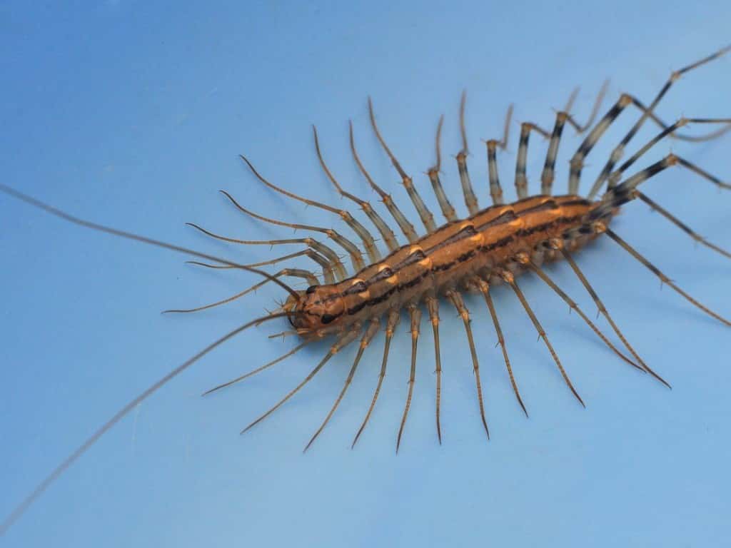 house centipede on blue background