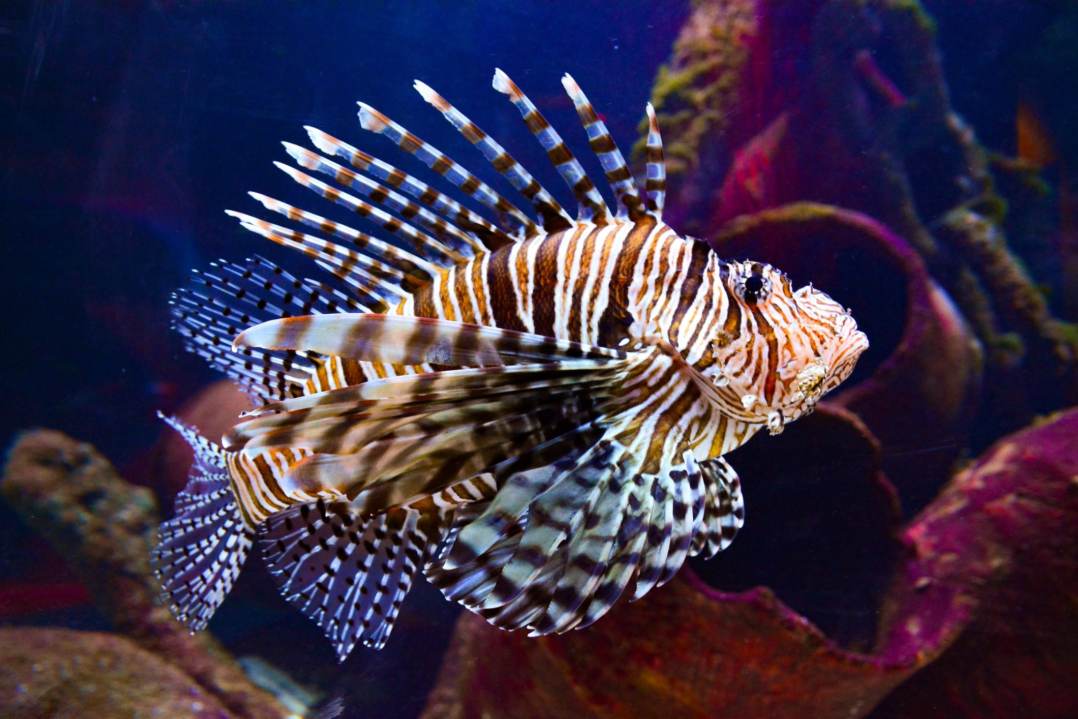 lionfish swimming