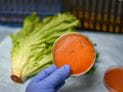 What is Listeria?