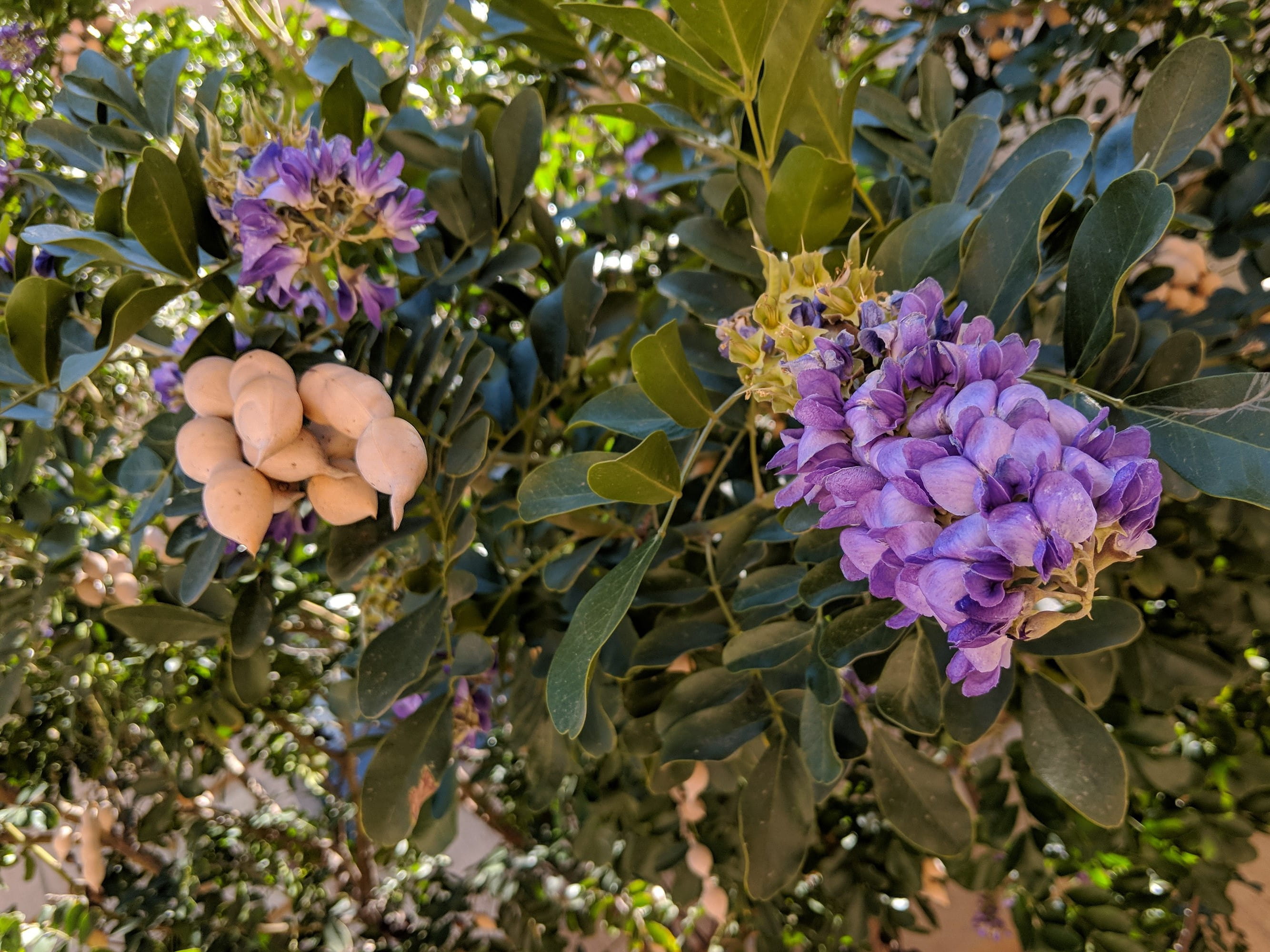 mescal bean pods with flowers
