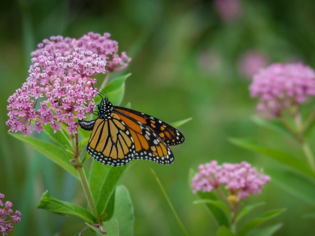 milkweed plant can cause serious poisoning