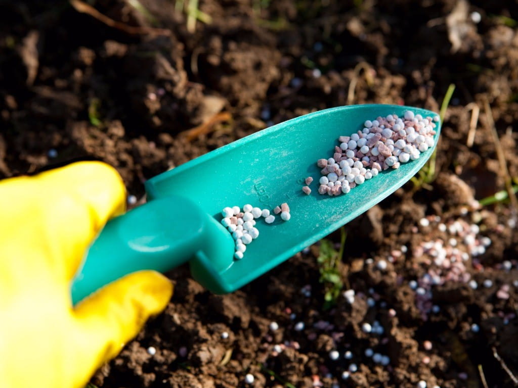 nitrate fertilizer on shovel in garden