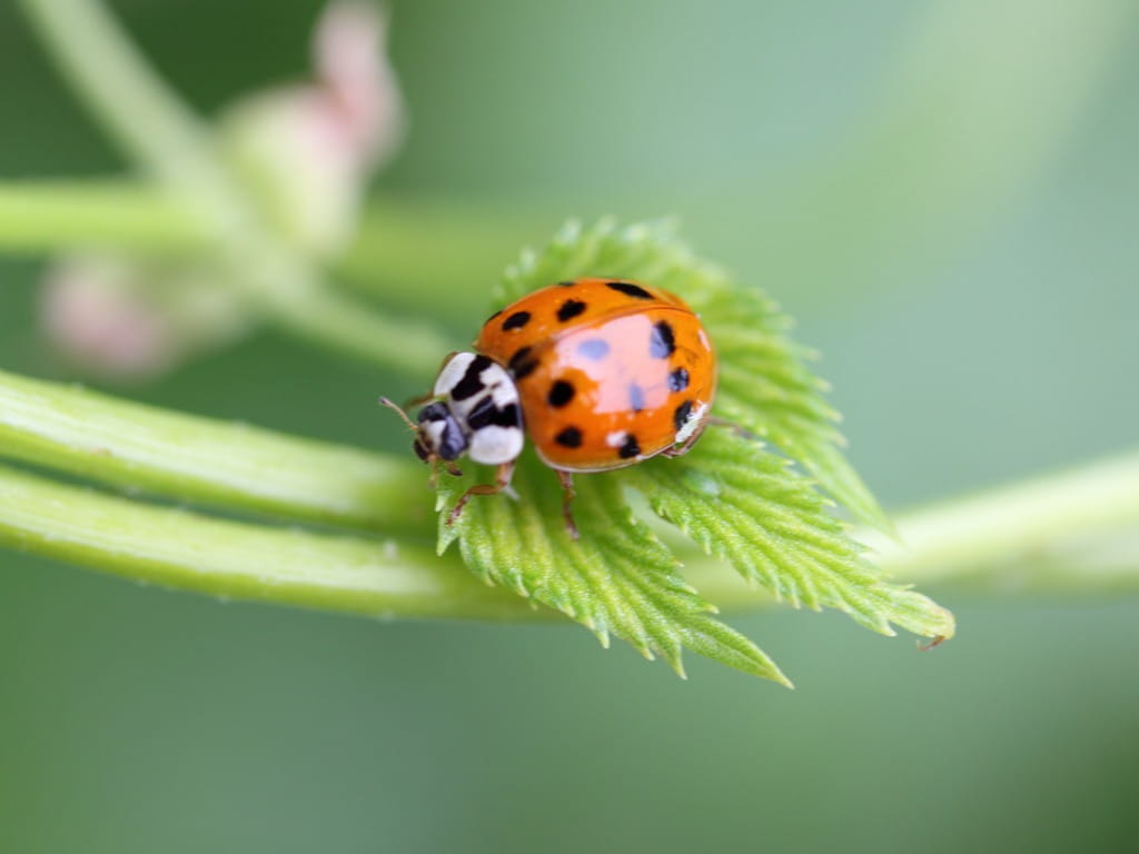 Asian lady beetle on a leaf