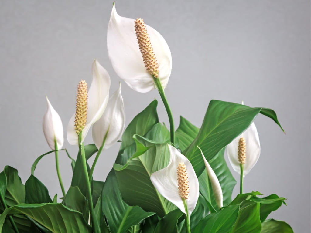 peace lily flowers