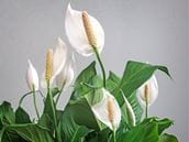 Are Peace Lilies Poisonous?