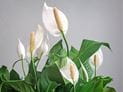 Are Peace Lilies Poisonous?