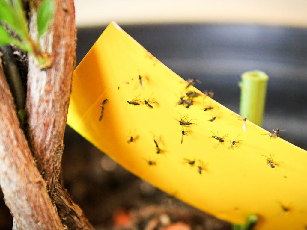 Fly Strips for Indoor Sticky Hanging Fly Paper Tape Ribbon Catcher