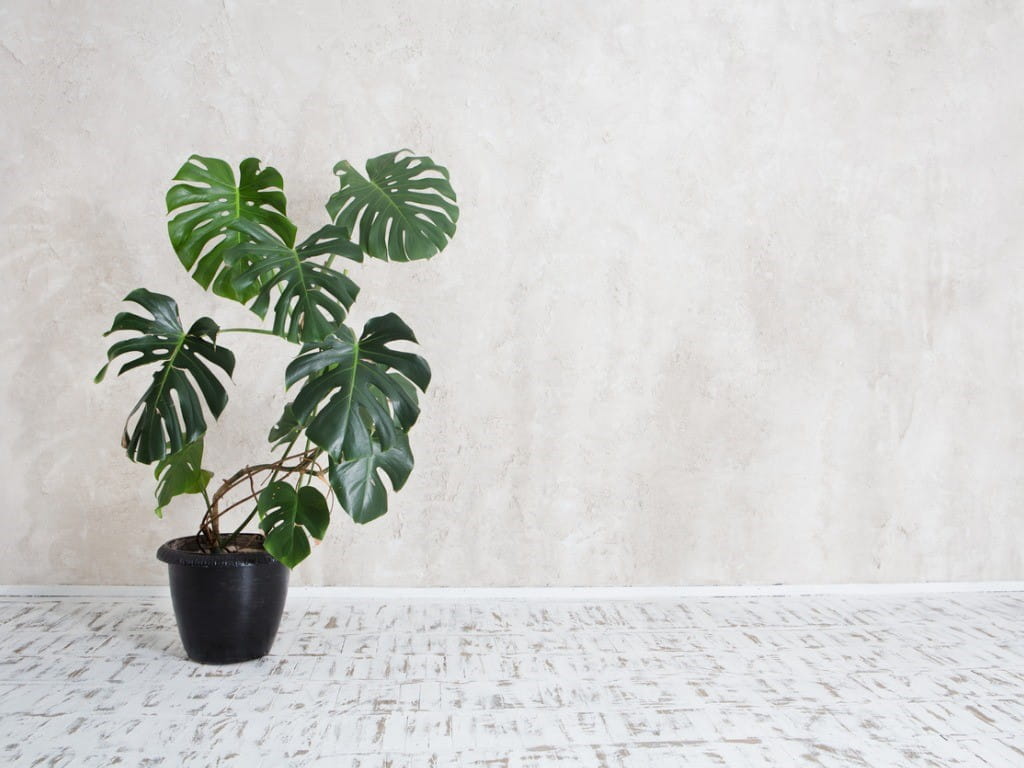 philodendron monstera in a pot