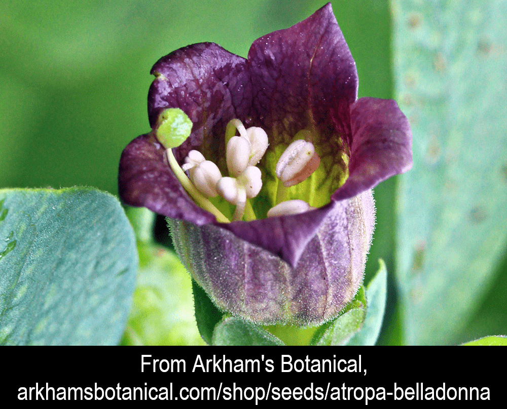 atropa belladonna large attrib