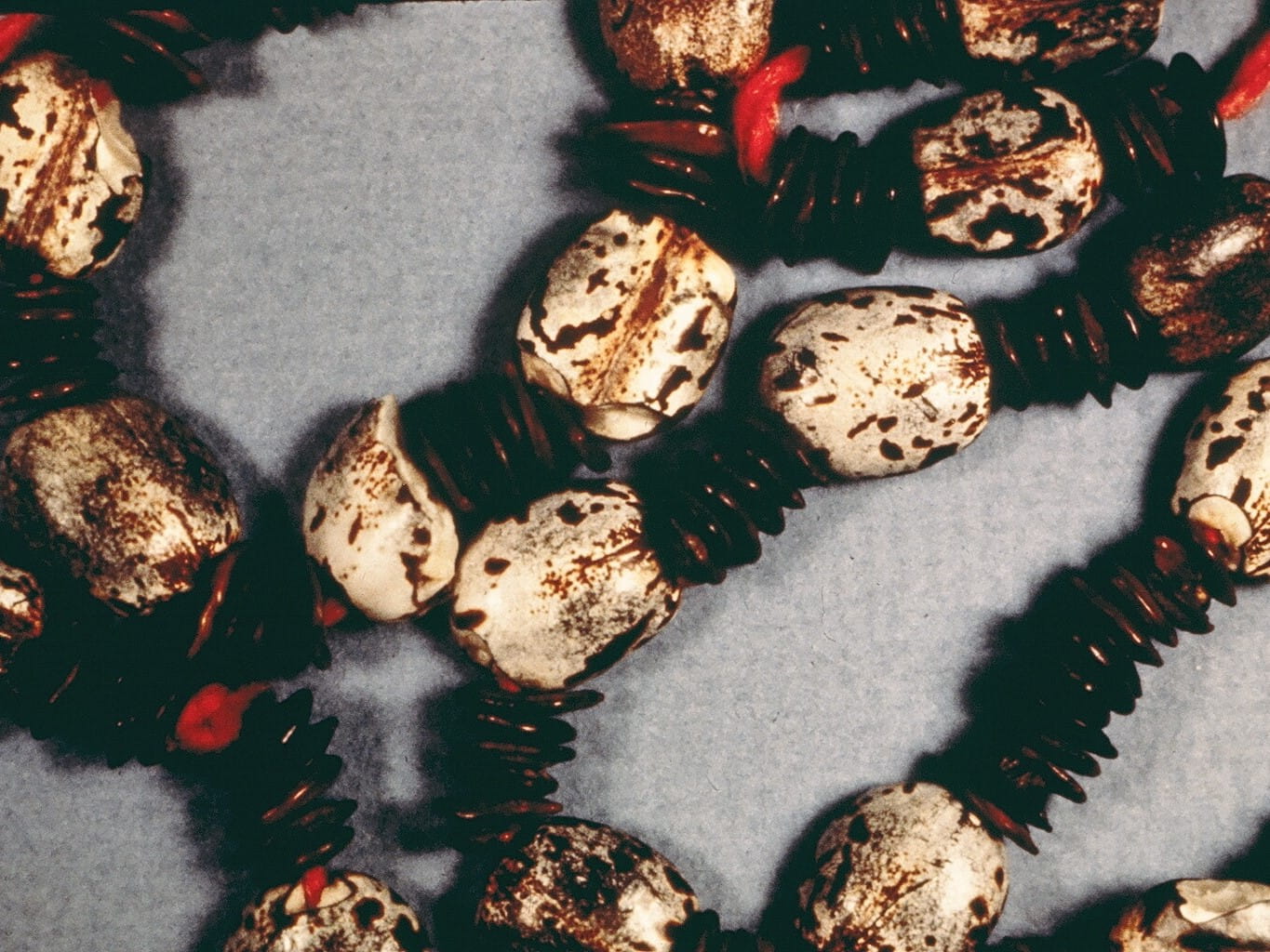 castor bean necklace