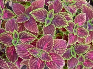 coleus