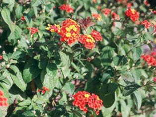 lantana camara