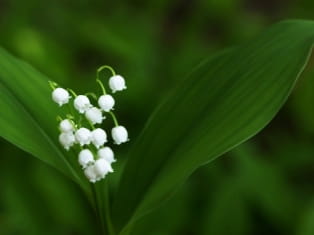 lily of the valley