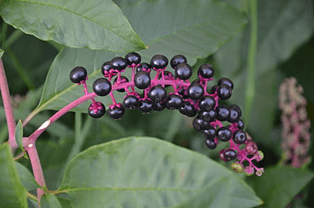 pokeweed purple berries pokeberries