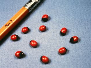 rosary peas