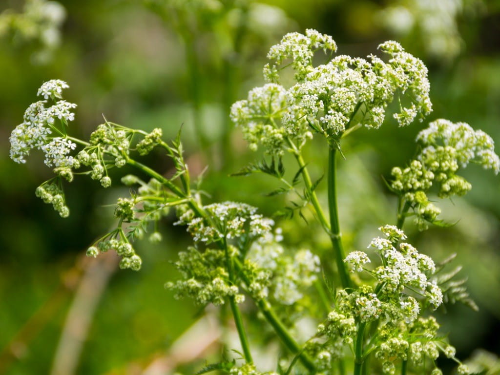 poison hemlock conium maculatum flowers and stalk