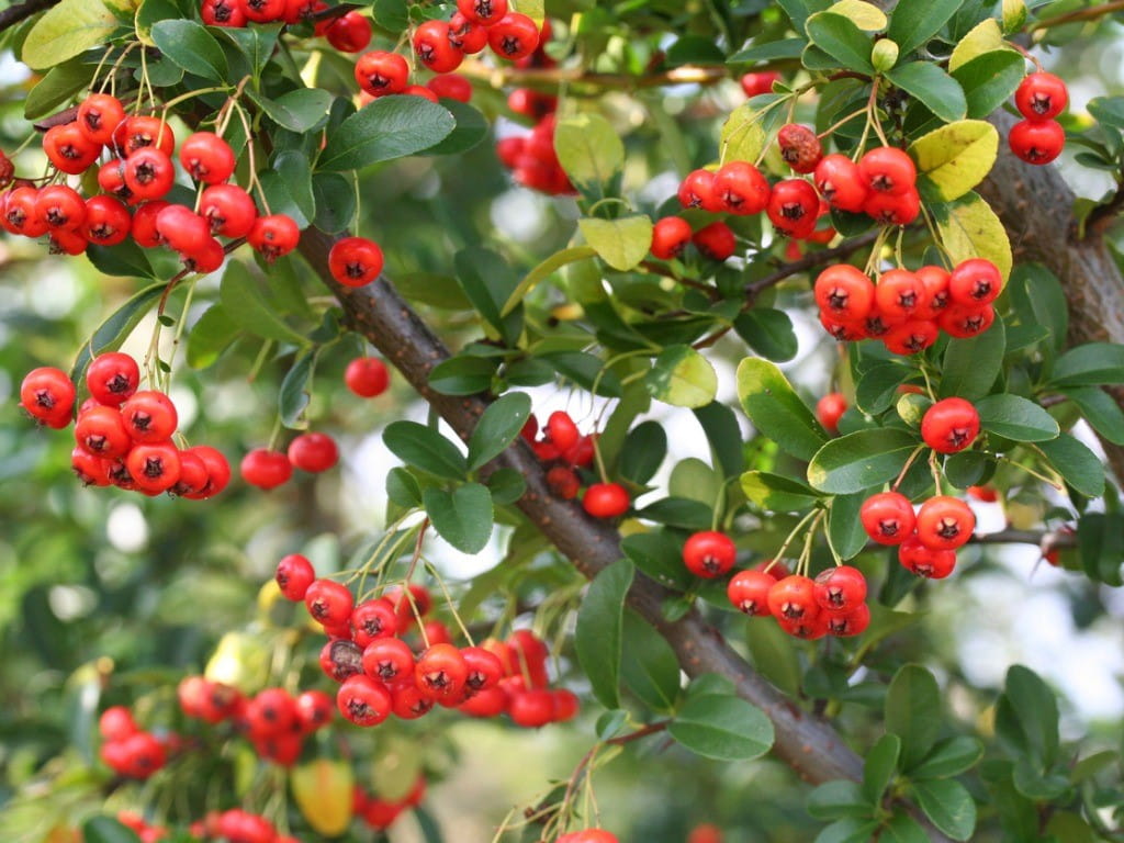 are pyracantha berries poisonous?