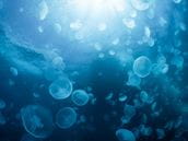 The Hidden Sting: How Seabather’s Eruption Can Spoil Your Swim