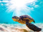 Is Sea Turtle Meat Poisonous?