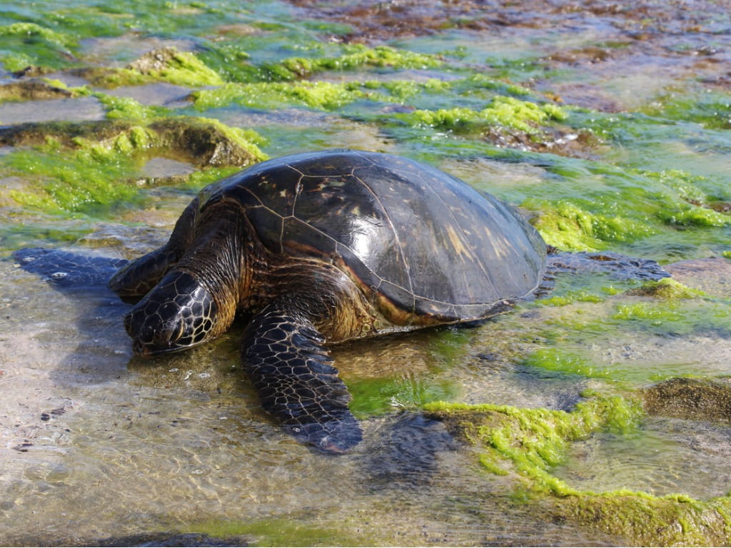 sea turtle on the beach surrounded by algae
