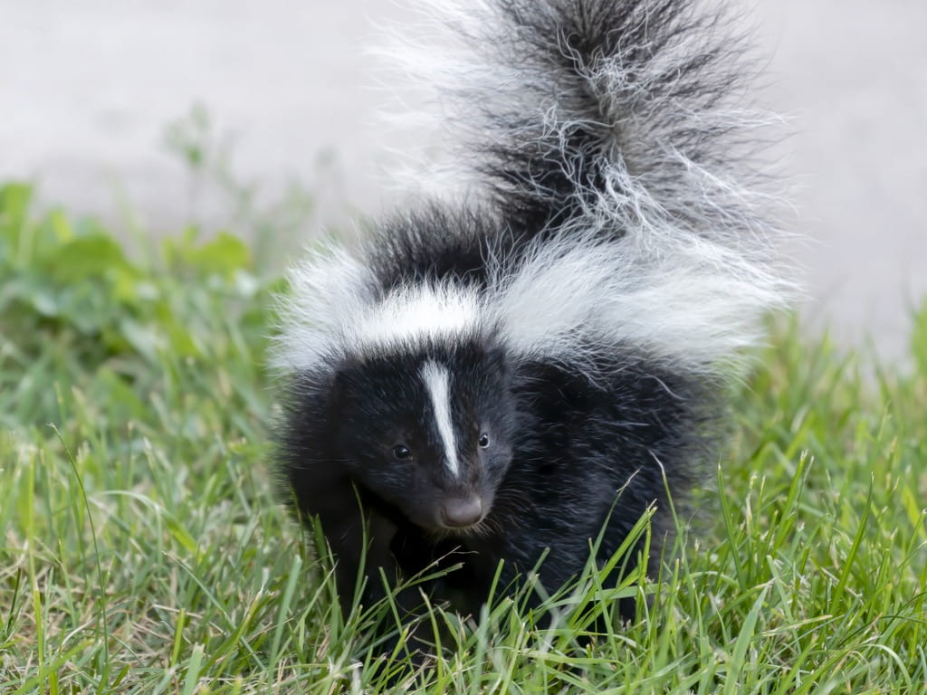 skunk with tail up