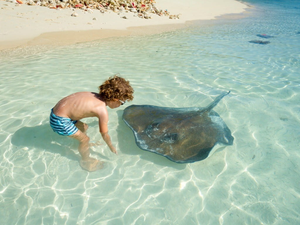 Stingray barb