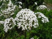 Valerian Benefits and Risks