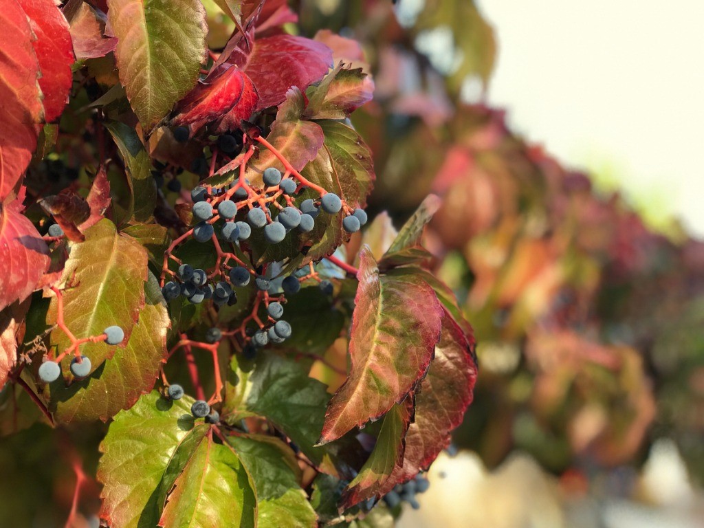 virginia creeper leaves and berries