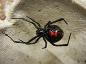 Black widow spiders