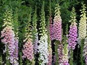 Flowers and berries from the foxglove plant attract children