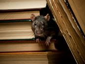 Mouse and rat poisons