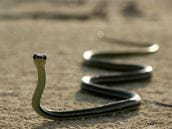 Snakes