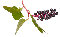Berry branch