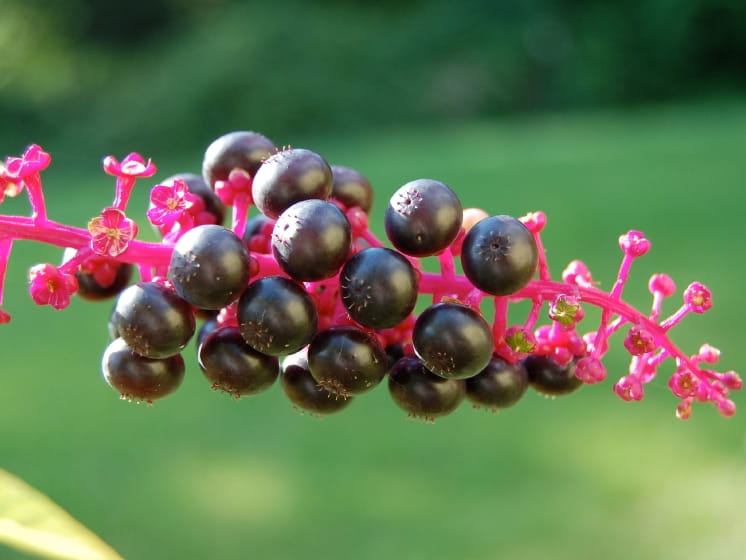 fall berries only look