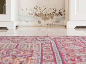 Mold 101 Effects On Human Health Mold